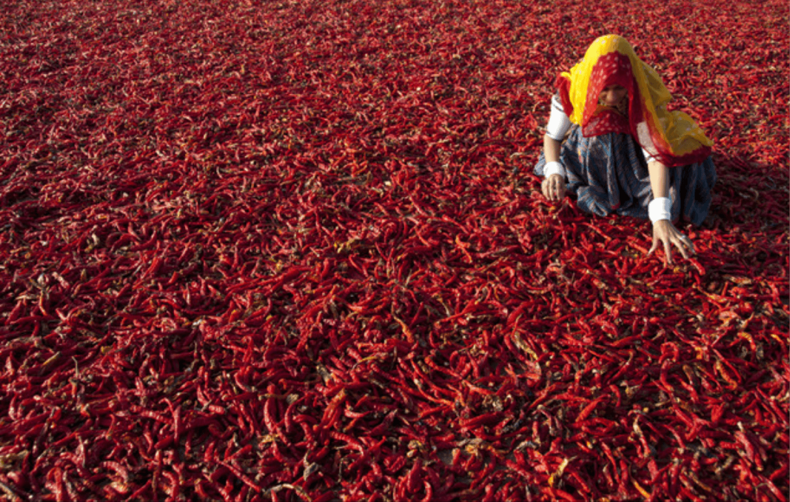 Farmers in the field